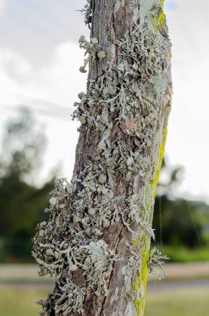 Photo for Clusters of Cladonia Rangiferia Lichen also known as reindeer lichen is growing on an old wire fence post. - Royalty Free Image