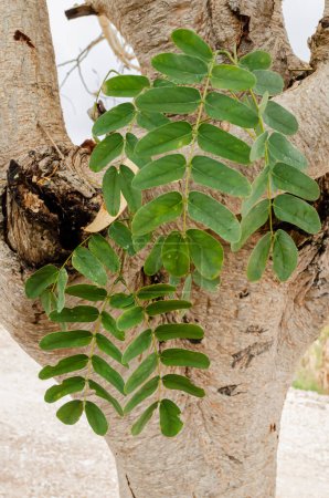 Foto de The bipinnate leaves of the albizia lebbeck plant hangs from a tiny branch at the side of the tree truck. - Imagen libre de derechos