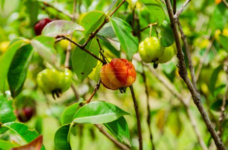 Photo for Green and partly ripe pitanga fruits are hanging from the twig of the small plant. - Royalty Free Image