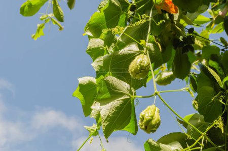 Photo for The bright sun shines on the fruits and foliage of a lush christophine vine hanging against the backdrop of the clear blue sky. - Royalty Free Image