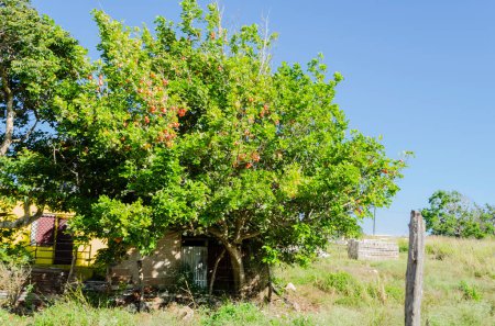 Foto de Un gran árbol de ackee crece junto a una choza hecha de hormigón y zinc. - Imagen libre de derechos