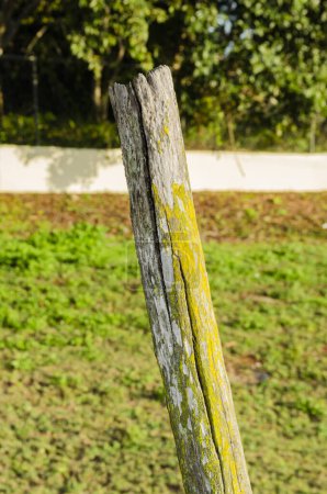 Photo for An old wirefence post has yellow and green algae growing on its cracked sides. - Royalty Free Image