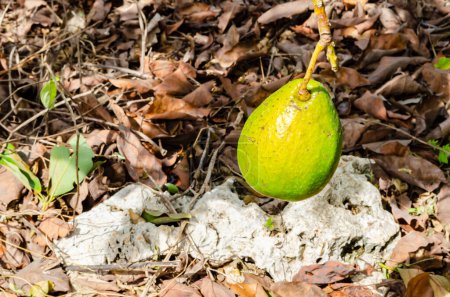 Photo for An avocado suspend by its stem over the rocky ground covered with dried leaves, - Royalty Free Image