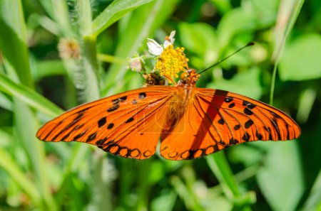Foto de Una mariposa monarca negra y naranja manchada se alimenta de una flor blanca y amarilla con aguja española. - Imagen libre de derechos
