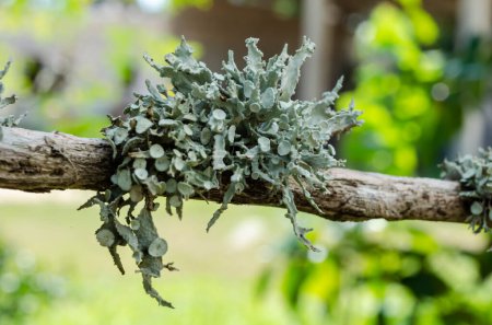 Photo for A bunch of cladonia rangiferina lichen is growing on a small horizontal stick outside. - Royalty Free Image