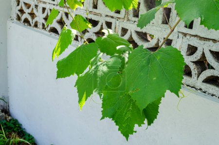 Foto de Una vid de uva con hojas lobulares anchas se engancha sobre una valla perimetral muro de hormigón con hileras de orugas decorativas. - Imagen libre de derechos