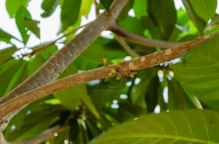 Photo for Blossoms are growing on the branch of the mamey sapote tree. - Royalty Free Image
