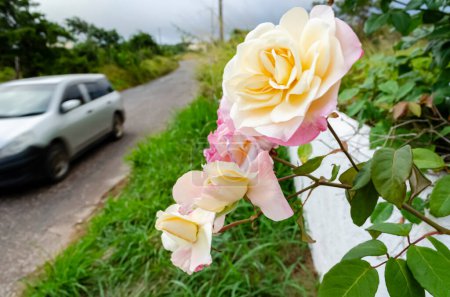 Téléchargez les photos : Une rosa lochinva pend au-dessus d'un mur au bord de la route. - en image libre de droit