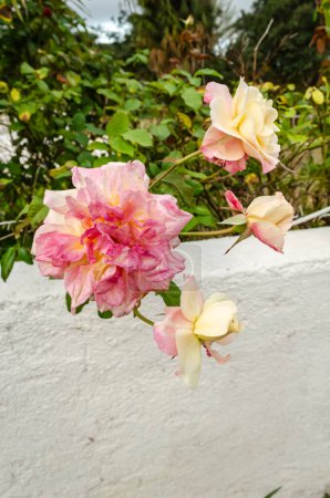 Photo for Outside on top of a white wall is a branch with pink and ivory demask rose, also known as rose of castile. - Royalty Free Image
