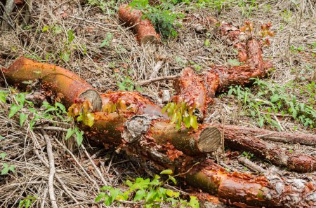 Foto de A fallen budgewood tree that was cut in pieces and left lying on the ground is sending out new shoots. - Imagen libre de derechos