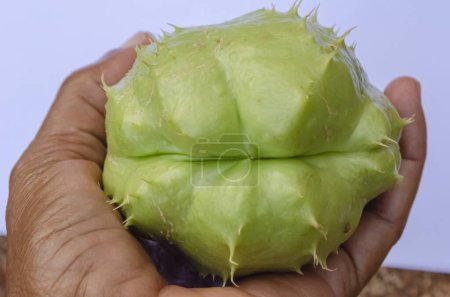 Photo for A hand is holding a chayote, cho cho, to show the groove from which the fine grows. - Royalty Free Image