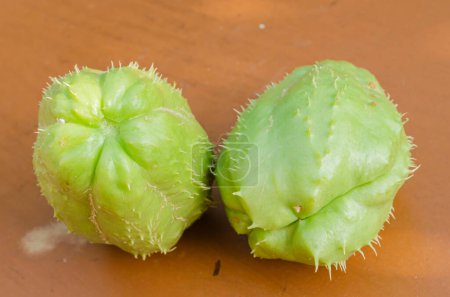 Photo for The Christophines also known as chayote has a farrowed lower end from which the vine grows and an indented top where the stem attaches. - Royalty Free Image