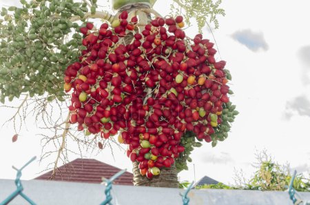 Foto de Una palmera real tiene un gran manojo de frutos rojos maduros colgando de su lado. - Imagen libre de derechos