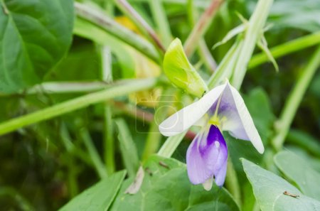 The pale and bright mauve cowpea flower has standard petals that house the reproductive organs and a pair of outer wing petals.