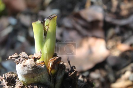 Plant shoots moving in the wind against a background of blurred dead leaves on a sunny morning