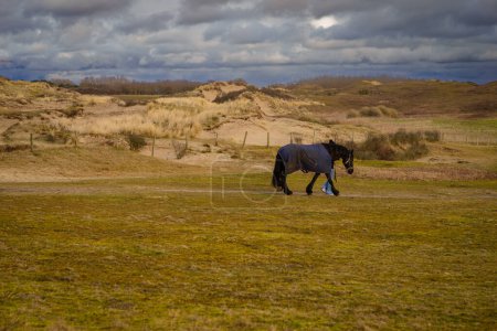 Téléchargez les photos : Walking with a horse  near the sea on the sand beach , Katwijk, Netherlands - en image libre de droit