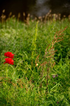 Téléchargez les photos : Vue sur un magnifique paysage de prairies verdoyantes et jaunes et un champ de prairies avec des fleurs de pavot rouge, Pays-Bas, Bergen op Zoom - en image libre de droit