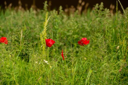 Téléchargez les photos : Vue sur un magnifique paysage de prairies verdoyantes et jaunes et un champ de prairies avec des fleurs de pavot rouge, Pays-Bas, Bergen op Zoom - en image libre de droit