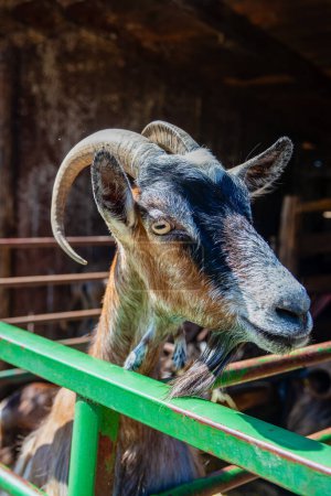 Photo for Goat farm in the popular nature resort of Zasavica, near Sremska Mitrovica, Serbia - Royalty Free Image
