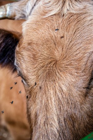 Photo for A picture of a cow's head with flies - Royalty Free Image