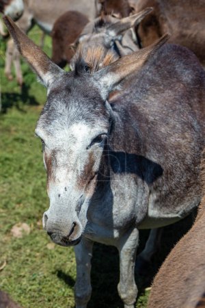 Photo for Donkey farm on the popular reservoir of Nature Zasavica, near Sremska Mitrovica, Serbia - Royalty Free Image
