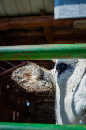 Photo for A picture of a cow's head behind green bars, Zasavica, Serbia - Royalty Free Image