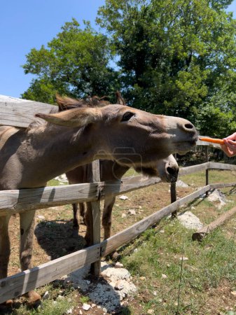 Photo for Donkey reaches for a carrot from behind a wooden fence in the park. High quality photo - Royalty Free Image