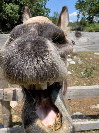 Photo for Muzzle of a donkey while neighing. Close-up. High quality photo - Royalty Free Image