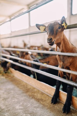 Téléchargez les photos : La chèvre brune jette un coup d'œil derrière une clôture et gémit en se tenant debout sur ses pattes arrière. Photo de haute qualité - en image libre de droit