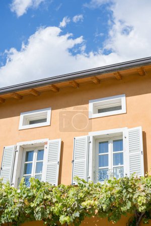 Photo for White windows with shutters on the yellow facade of an ancient villa entwined with green grapes. High quality photo - Royalty Free Image