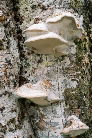 Weiße Zunder-Pilze wachsen auf einem grauen, bemoosten Baumstamm. Makro. Hochwertiges Foto
