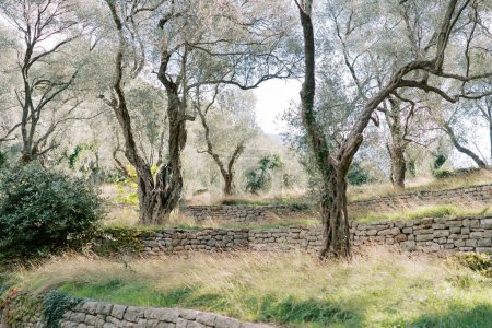 Olivenhain mit Ebenen, die durch Steinstützen voneinander getrennt sind. Hochwertiges Foto