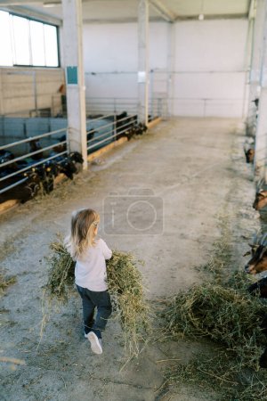Téléchargez les photos : La petite fille porte de grandes balles de foin aux chèvres affamées regardant au-dessus des clôtures des enclos. Vue de derrière. Photo de haute qualité - en image libre de droit