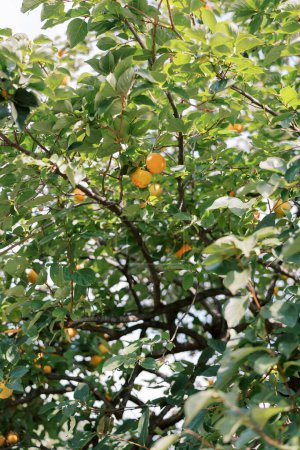 Frutos de caqui naranja cuelgan de ramas de árboles verdes en el jardín. Foto de alta calidad