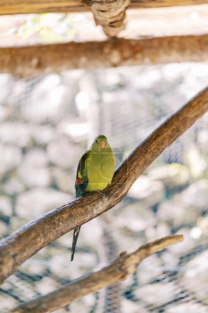Green mountain parrot sits on a perch in a cage. High quality photo