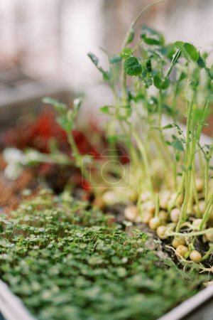 Photo for Tall microgreen pea sprouts growing next to arugula in a box. High quality photo - Royalty Free Image