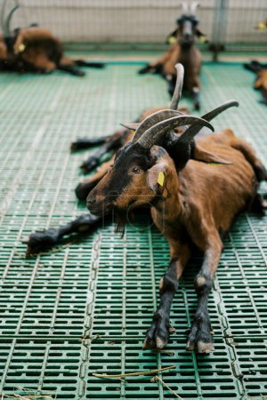 Brown baby goats with ear tags resting in a pen on a farm. High quality photo