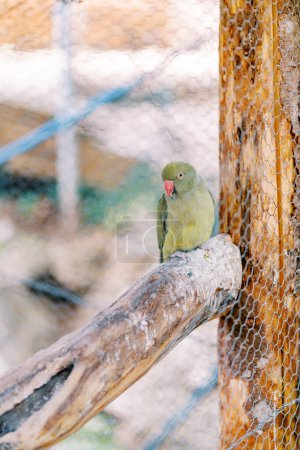 Pequeño loro verde Kramer sentado en una rama en una jaula en el zoológico. Foto de alta calidad