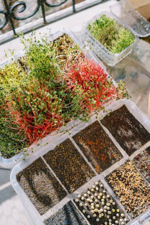 Foto de Brotes jóvenes y altos de microverduras en una caja junto a semillas germinadas. Foto de alta calidad - Imagen libre de derechos