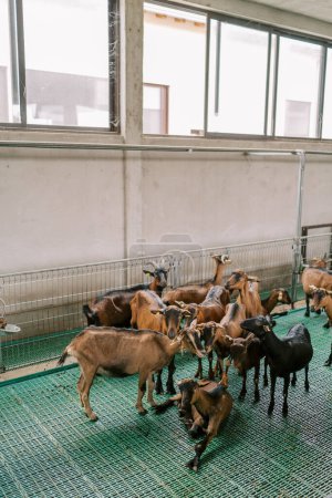 Manada de cabras pardas se encuentra cerca de una cerca en un potrero en una granja, mirándose entre sí. Foto de alta calidad