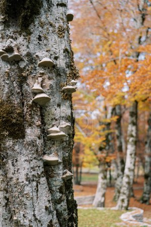 Tinder-Pilze wachsen auf einem grauen Baumstamm in einem herbstlichen Park. Hochwertiges Foto