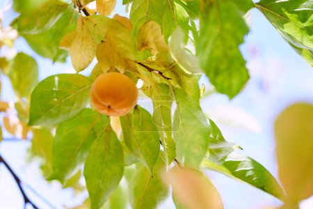 Orange persimmon hangs on yellowing tree branches against a blue sky. High quality photo