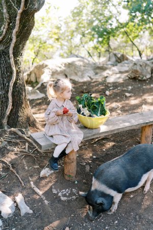 Pygmy pig sniffs the ground near a bench next to a sitting little girl with an apple. High quality photo
