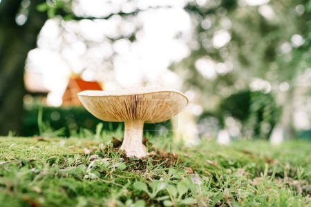 Large smoky row mushroom grows on a green lawn in the forest. High quality photo