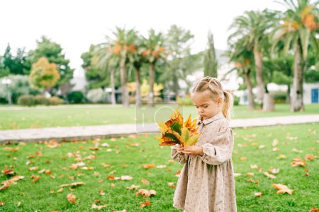 Little girl examines a bouquet of autumn maple leaves while standing on a green lawn. High quality photo