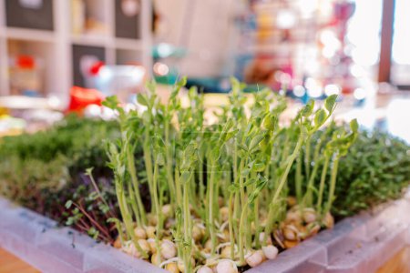 Photo for Dense tall sprouts of pea microgreens growing in a container on the table. High quality photo - Royalty Free Image