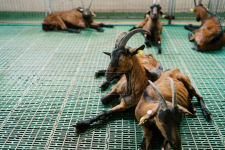 Téléchargez les photos : Des chèvres brunes allongées dans un enclos dans une ferme. Photo de haute qualité - en image libre de droit