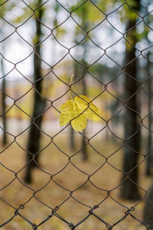 Foto de Hoja de sicomoro amarillo caído atascado en una valla de malla en un parque de otoño. Foto de alta calidad - Imagen libre de derechos