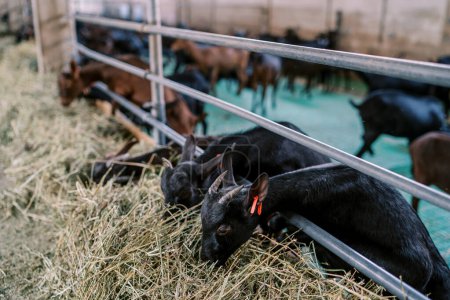 Les bébés chèvres noires avec des étiquettes d'oreille rouges mangent du foin, penchées derrière la clôture du stylo. Photo de haute qualité