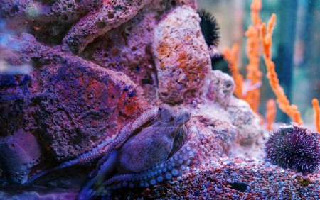 Octopus in a pink backlight camouflages itself near the rocks next to the sea urchins. High quality photo
